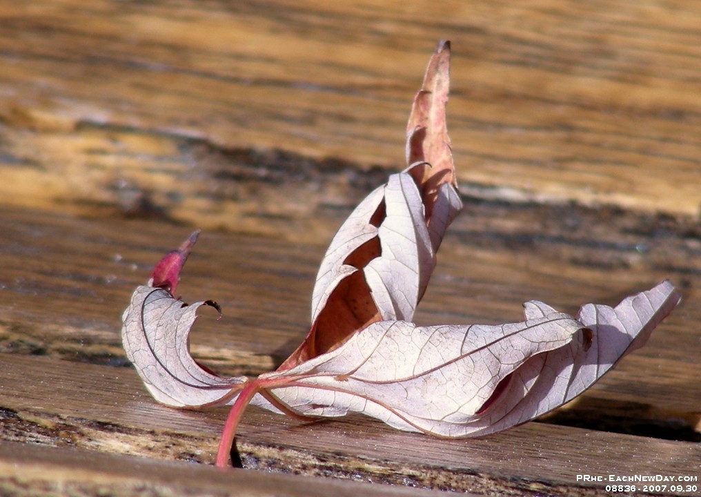 08836ReCrLeRe - The Leaves at Home